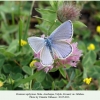 kretania zephyrinus talysh male 1